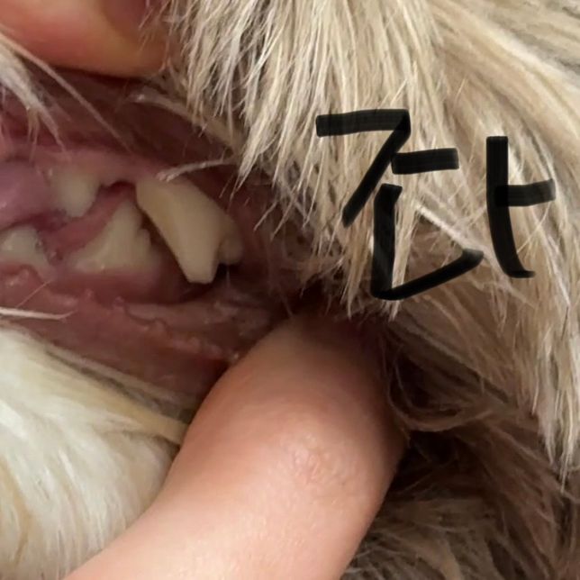 강아지 이빨 깨짐, 병원 방문해야 하는 상태인가요?의 0번 째 이미지