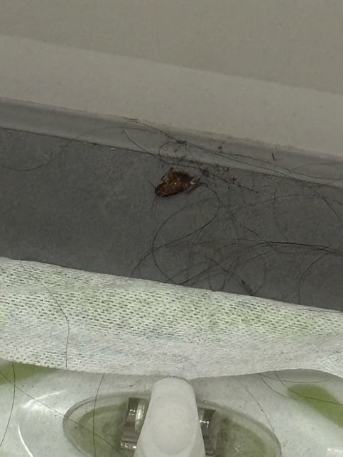 이거 도대체 무슨 벌레인가요? ㅠㅠㅠ의 2번 째 이미지