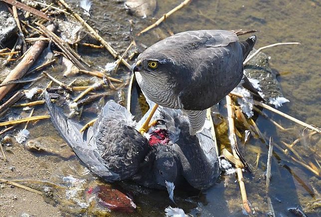 요즘은 왜 맹금류들이 도시에서도 시궁쥐와 비둘기를 사냥해요?의 2번 째 이미지