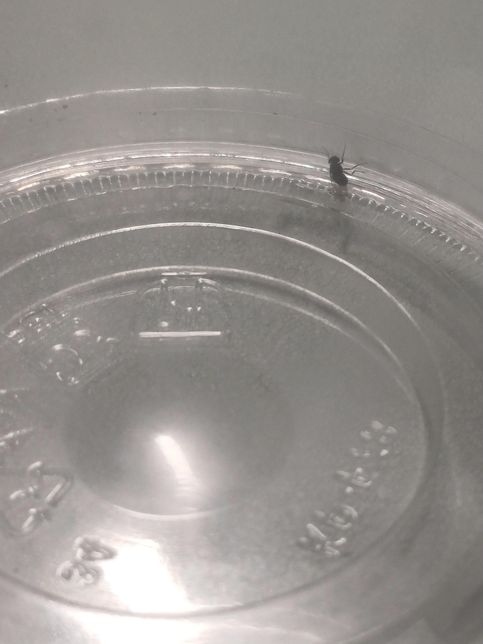 이 날파리 이름이 무엇인가요????의 0번 째 이미지