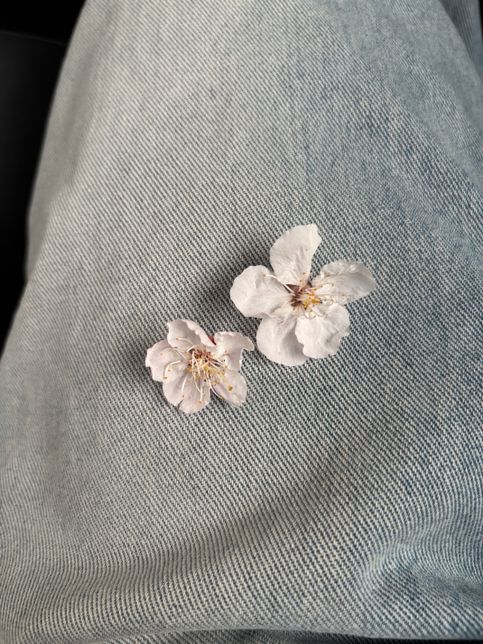 매화 같기도 하고 벚꽃 같기도 한데 무슨 꽃이에여?의 1번 째 이미지