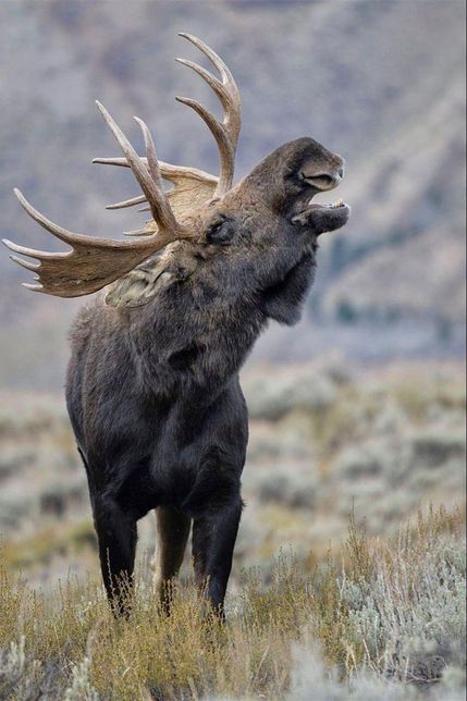 지구상에서 기린과 코끼리 다음으로 키가 높은 동물들 중 단봉낙타와 쌍봉낙타, 말코손바닥사슴 중 누구의 키가 더 높아요?의 0번 째 이미지
