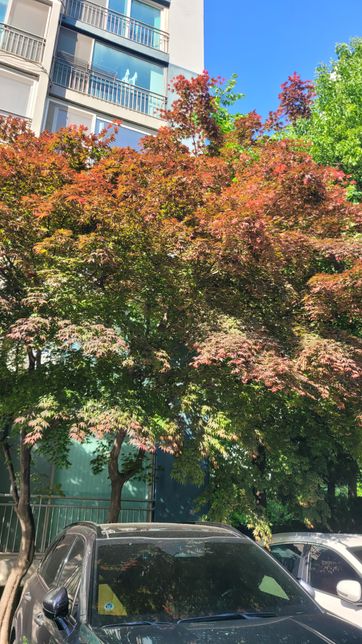 단풍나무관련 궁금해서 질문 올립니다.의 0번 째 이미지