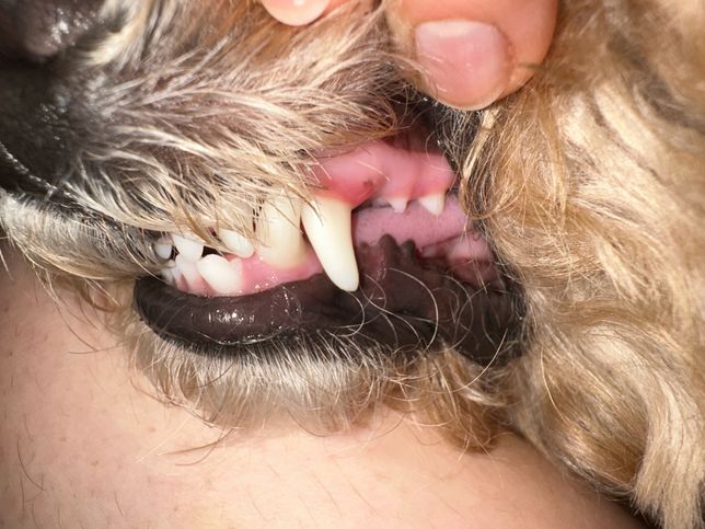 강아지 양치하려고 보니 송곳니잇몸만 붉어요ㅠㅠ의 0번 째 이미지