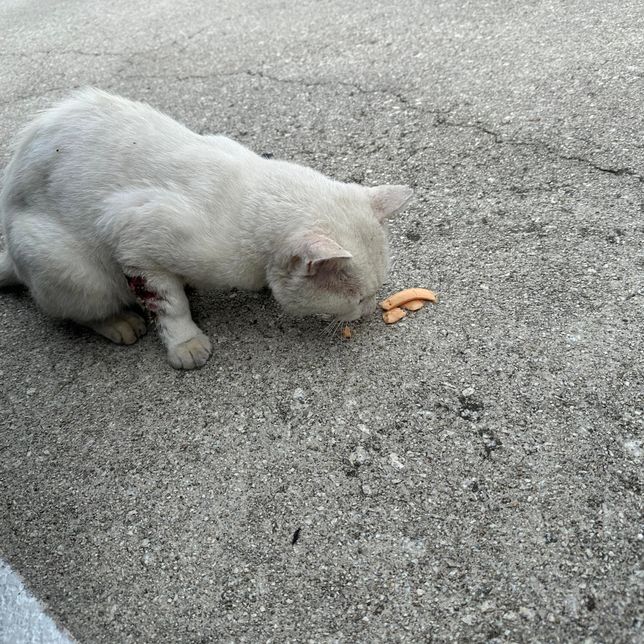 길고양이가 다쳤어요 도와주세요. ㅜ의 0번 째 이미지