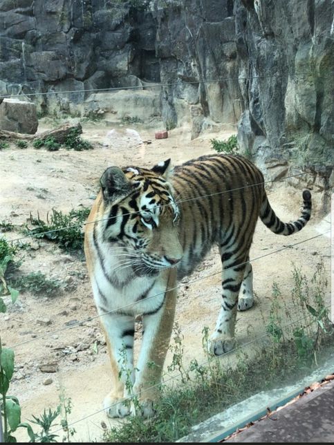 동물원에서 지내는 호랑이는 몸이 편하죠??의 0번 째 이미지