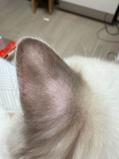 고양이 귀 뒤쪽, 이마 털 빠지는 이유 알려주세요.. 아픈걸까요?의 2번 째 이미지