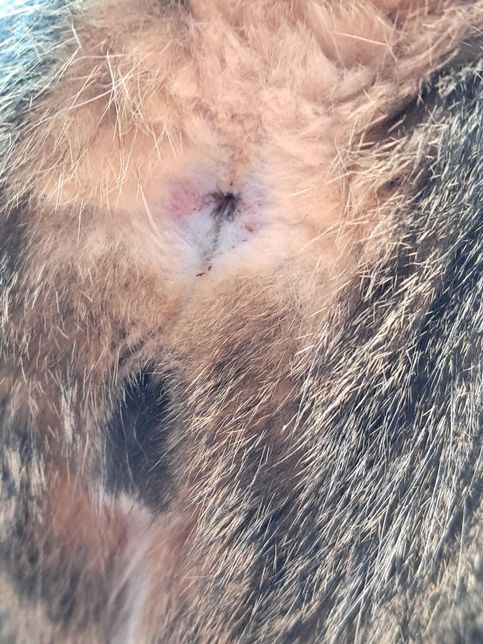 고양이 항문쪽이 털이 빠진건지 상처가 난건지 알려주세요의 0번 째 이미지