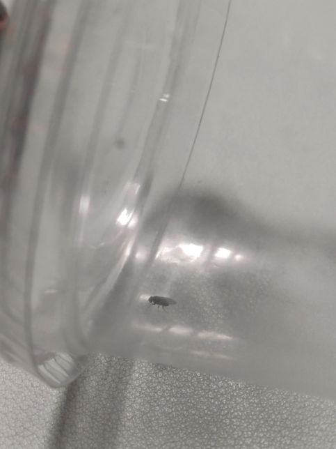 이 날파리 이름이 무엇인가요????의 1번 째 이미지