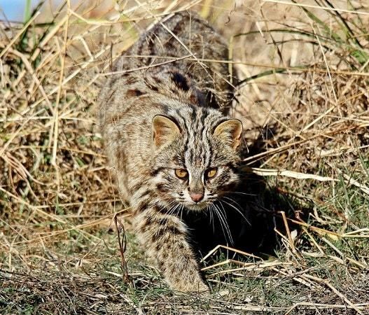 삵은 왜 봄과 여름보다 가을과 겨울에 식물들이 마르는 시기에 활발하게 더 많은 장소에서 사냥을 하나요?의 0번 째 이미지