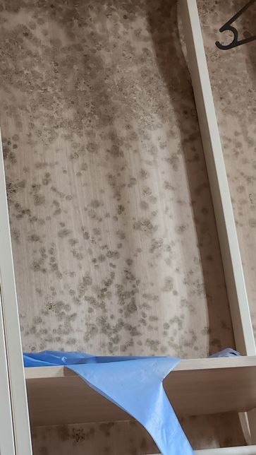 벽지에 붙어 있는 곰팡이를 어떻게 제거할까요?의 0번 째 이미지