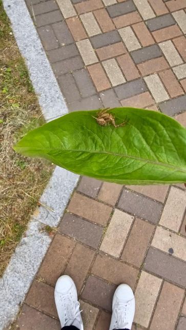 이 거미는 어떤 종류의 거미인가요??의 0번 째 이미지