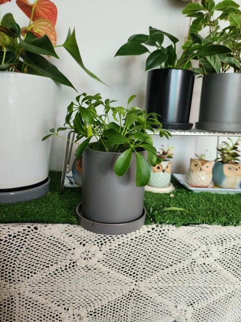 홍콩야자가 축 쳐져요 ㅠㅠ왜그런지 알까요 ?의 0번 째 이미지