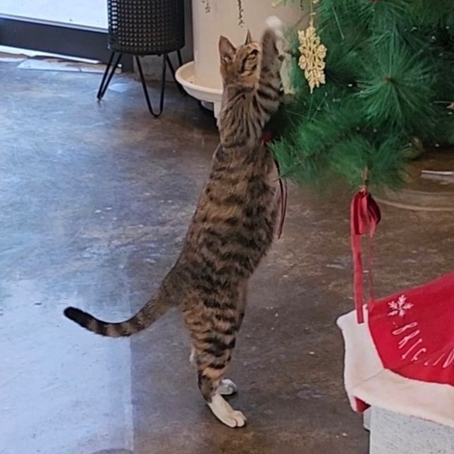 길고양이 임신한 걸까요?????????의 2번 째 이미지