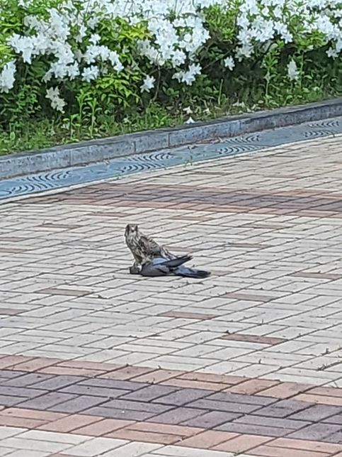 황조롱이는 어떻게 도시에서도 자기 몸보다 큰 비둘기를 제압하게 되었나요?의 1번 째 이미지