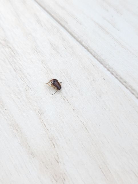 이거 무슨 벌레인가요?? 매일 창틀에 죽어잇어요..의 1번 째 이미지