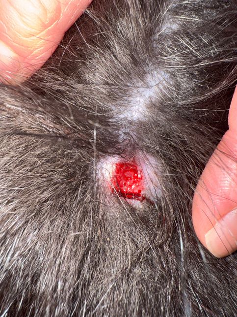 강아지 피부에 염증같은게 터진거 같은데..의 0번 째 이미지