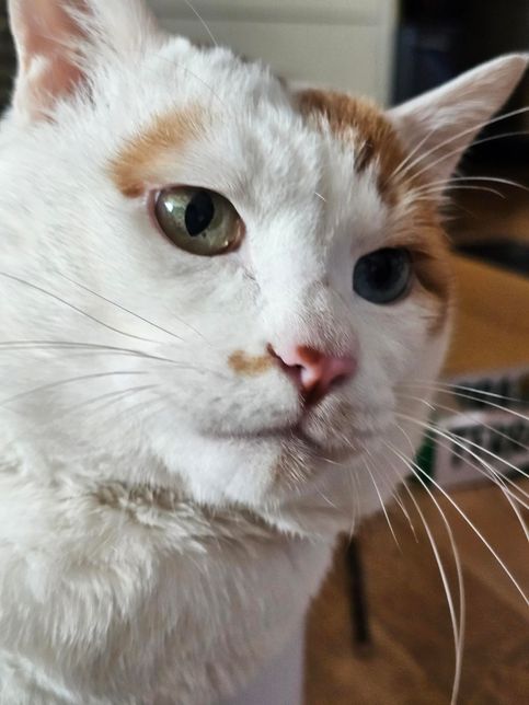 저희 집 고양이 눈에 검은 점이 생겼어요의 1번 째 이미지