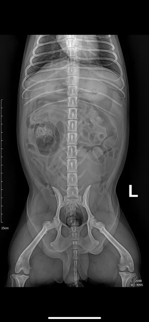 강아지 엑스레이에 문제점 있는지 봐주세요의 3번 째 이미지