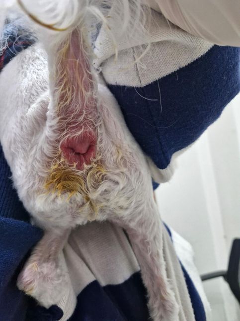 강아지 항문이 빨갛게 부어 올랐어요. 아빠서 낑낑대고 울부 짖습니다. 어떻게 해야되나요?의 0번 째 이미지