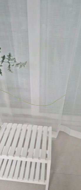 아스파라거스 나누스인데 상태 좀 봐주세요의 2번 째 이미지