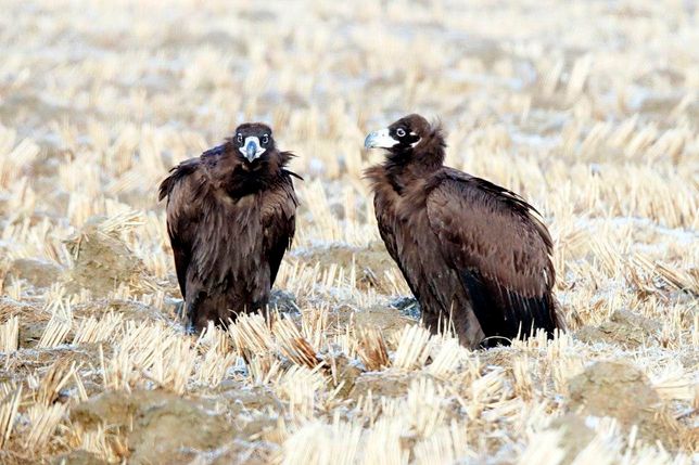 겨울만 되면 축사 근처에 독수리가 날아오는 이유는 무엇인가요?의 0번 째 이미지