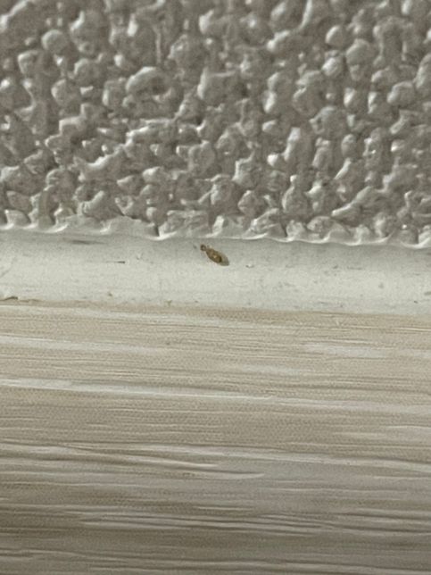 원룸입니다 벌레가 벽을따라 기어다니는데 벌레종류를 알려주세요 퇴치법도 있을까요의 2번 째 이미지