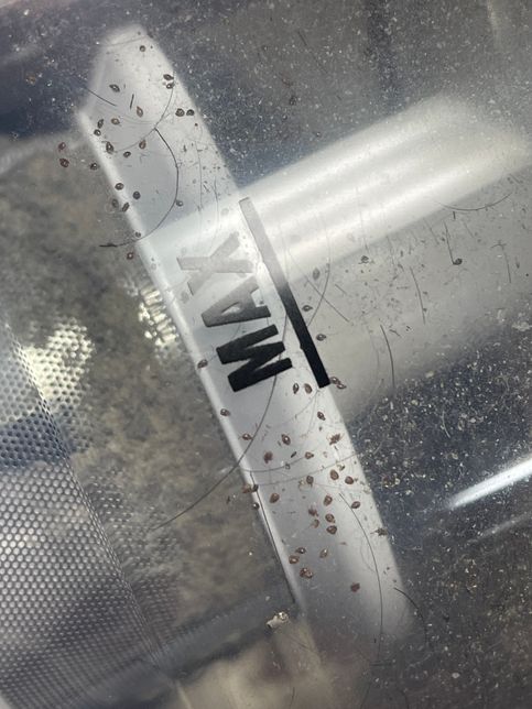 엄청작은 이 벌레 먼지다듬이인가요??의 1번 째 이미지