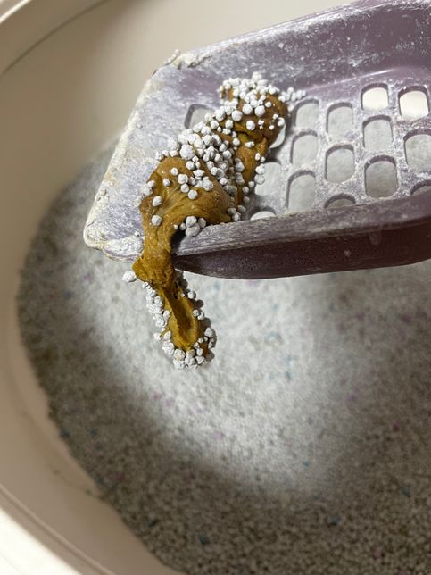 (사진주의)고양이 변에 점액질은 아니겠죠???의 0번 째 이미지