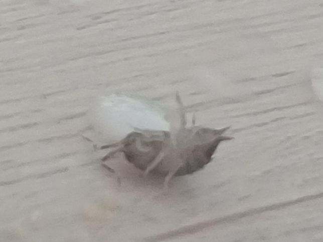 집에서 나왔는데 혹시 해충인가요??의 1번 째 이미지