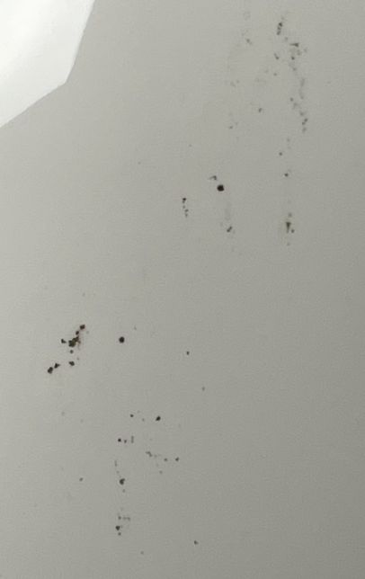 이거 혹시 드라이기에 곰팡이인가요?의 1번 째 이미지