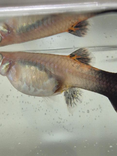 구피 임신인지 모르겠어요.....의 0번 째 이미지