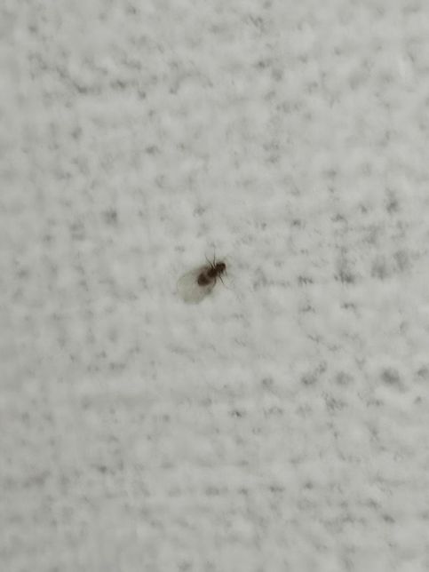 벌레 정체가 뭘까요 집 천장에 붙어있는 벌레의 2번 째 이미지