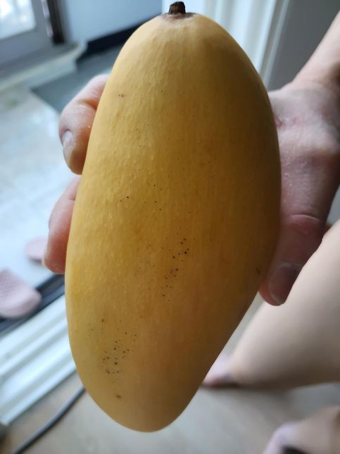 망고 먹어도 괜찮은건지 봐주세요..의 0번 째 이미지
