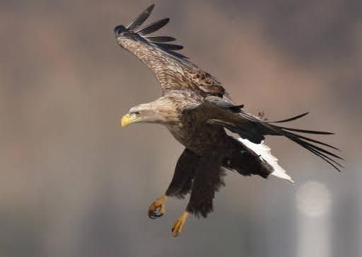맹금류는 정말 맹수에 약한 새인가요?의 2번 째 이미지