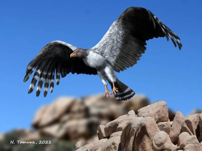 테라토르니스는 독수리에 가까워요? 콘도르에 가까워요?의 1번 째 이미지