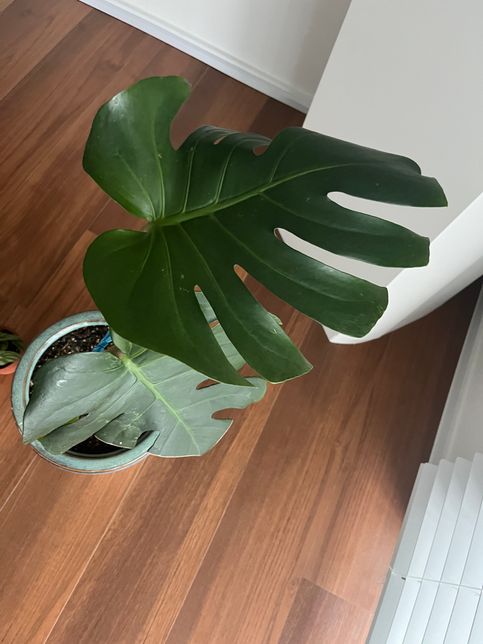 식집사분들 도와주세요ㅠ 몬스테라 잎이 왜 이모양일까요?의 0번 째 이미지