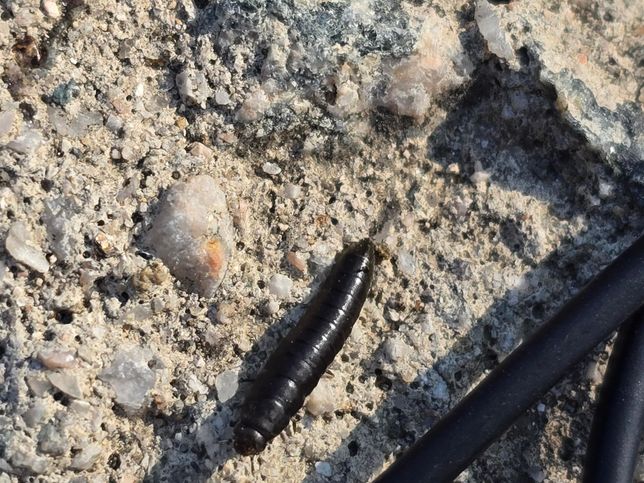 사진에 나오는 이 생물이 뭘까요? 노래기를 닮은 것 같네요.의 0번 째 이미지