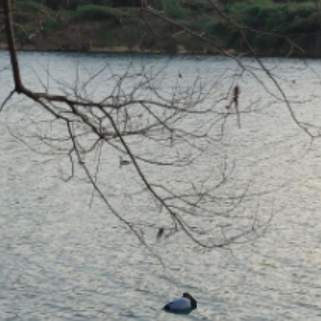 육식동물이 적으면 초식동물과 새, 물고기들이 경계심을 늦출 수도 있나요?의 0번 째 이미지