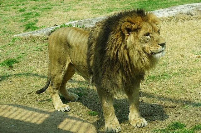 정말 초식동물도 육식동물처럼 사람을 더 많이 죽였던 역사가 있었나요?의 2번 째 이미지