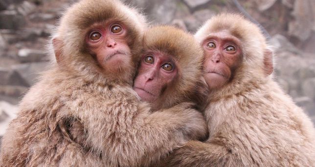 윈도우 추천 배경화면이 안 바껴요!!! 하필 혐오스러운 원숭이 3마리 사진에서 멈춰 있습니다(사진 有)의 0번 째 이미지