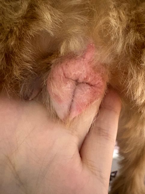 강아지 생식기가 엄청 빨갛고 햝아요.의 0번 째 이미지