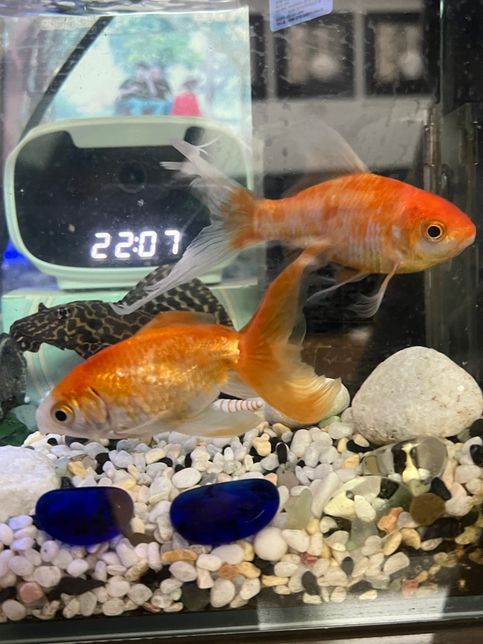 금붕어 두마리 키유는데 알을 안낳아요 암수 구별 해주세요의 1번 째 이미지