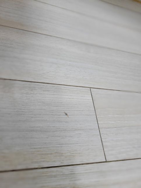 사진 속 벌레가 무슨 벌레인지 알려주세요의 0번 째 이미지