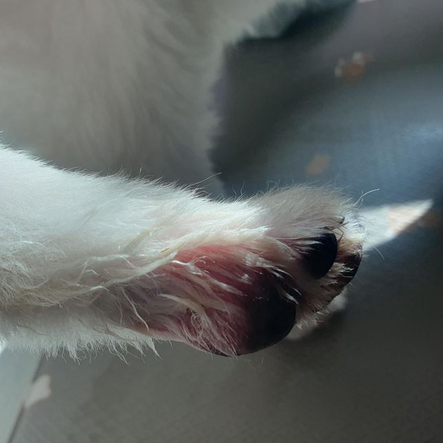 12살 스피츠가 발바닥을 너무 많이 핧아요의 0번 째 이미지