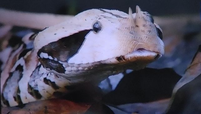 뱀이 동작이 느려도 육식하는 포유류보다 더 쥐를 잘 잡는 이유의 2번 째 이미지
