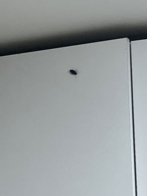 집에서 바퀴벌레를 발견했는데 못잡았어요의 0번 째 이미지