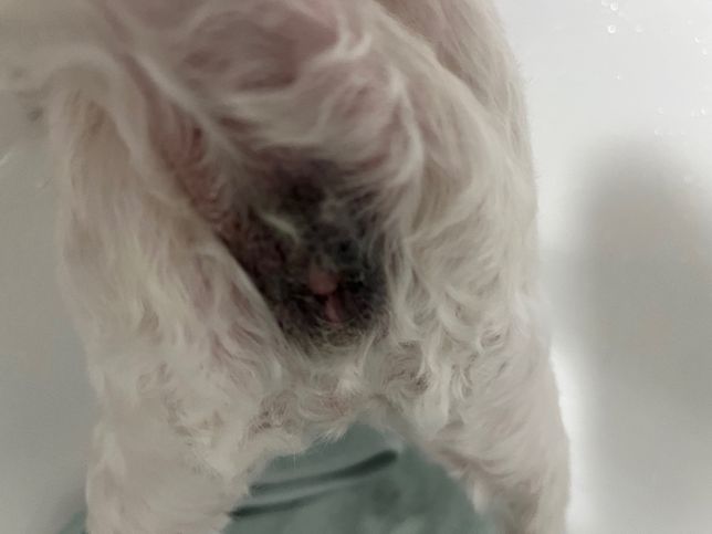 강아지 똥꼬가 어떤상태인지 봐주세요의 0번 째 이미지