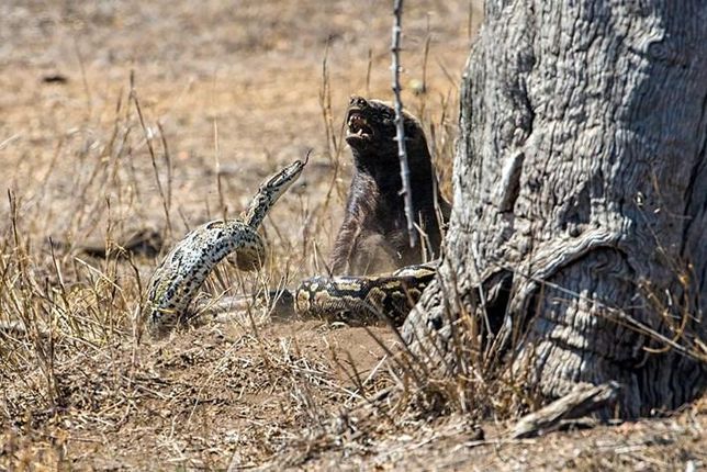 벌꿀오소리는 호저의 가시에 대한 공격성에도 강할까요?의 1번 째 이미지