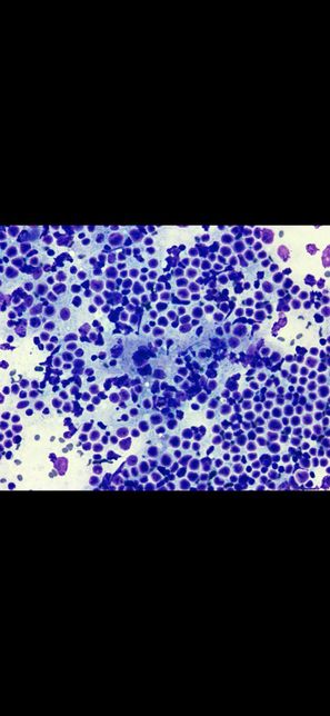 고양이 FNA검사결과지 확인할수있을까요..애매해서 문의드립니다의 0번 째 이미지